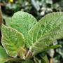 Actinidia deliciosa (Kiwi fruit)