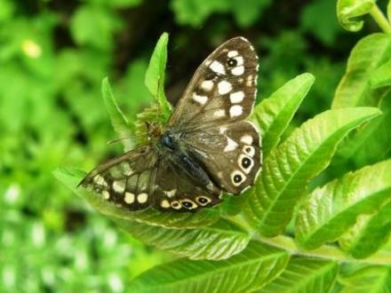 flutter by