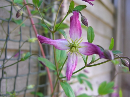 A garden flower photo (Clematis x triternata)