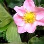 Copy_of_garden_024