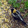 Bobolink1