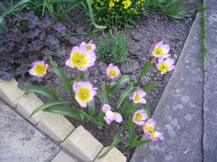 A garden flower photo