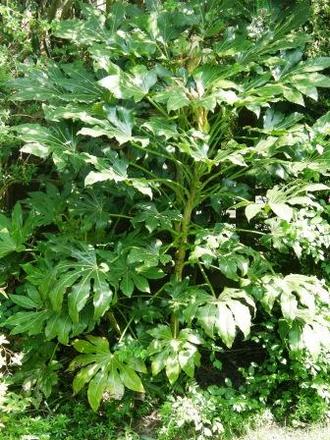 Fatsia japonica (Japanese aralia) (Fatsia japonica)
