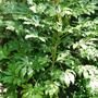 Copy_of_garden_031