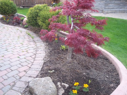 Front bed, right, with Japanese maple (Acer palmatum (Japanese maple))