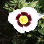 x Halimiocistus wintonensis (x Halimiocistus wintonensis)