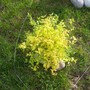 Kolkwitzia amabilis (American Beauty Bush)