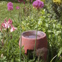Alliums