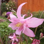 Aquilegia - McKenna's Large Flowered Hybrids  (Aquilegia 'McKenna Hybrids')