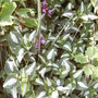 Lamium purpureum