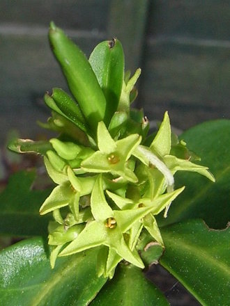 Daphne albowiana (Daphne albowiana)