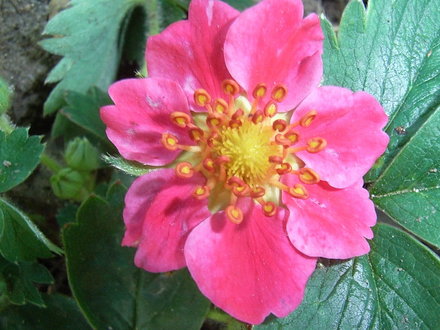 Fragaria 'Red Ruby' (Fragaria 'Red Ruby')