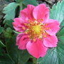 Fragaria 'Red Ruby'