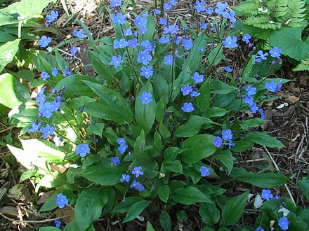 Omphalodes cappadocica 'Cherry Ingram' (Omphalodes cappadocica)