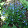 Omphalodes_cappadocica__cherry_ingram_