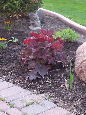 Heuchera (Heuchera x villosa 