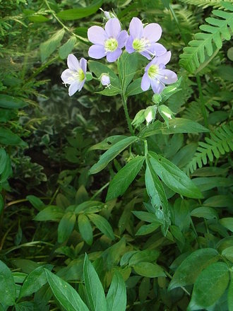 Polemonium 'Lambrook Mauve' (Polemonium 'Lambrook Mauve')