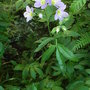 Polemonium__lambrook_mauve_