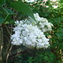 Syringa_vulgaris__madame_lemoine_