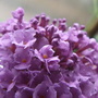 2007_0721satbuddeleja0032