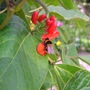 070721_bee_on_beans