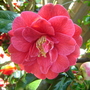 Camillia