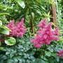 Garden_2007_015