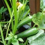 courgettes