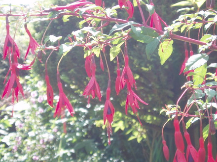 fuschia