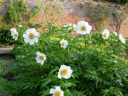White Peaonia