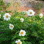 White Peaonia