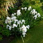 White Iris