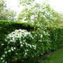 Cornus