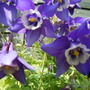 11_may_08_006