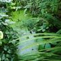 Garden_2007_014