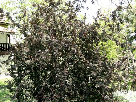 Berberis shrub. (Berberberis Atropurea)
