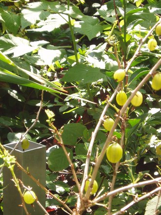 gooseberries