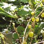 Garden_2007_013