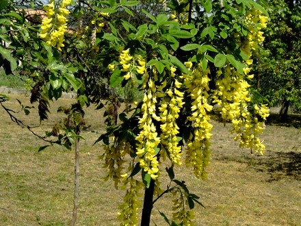 Young Laburnum. (Laburnum anagyroides (Common Goldenchain))