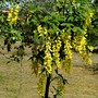 Laburnum anagyroides