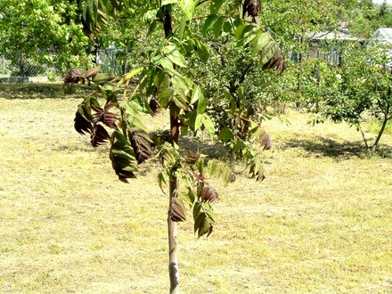 Ailanthus. (Ailanthus altissima (Tree of heaven))