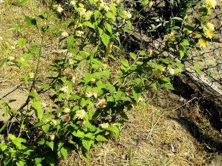 Kerria Japonica. (Kerria japonica plenifora)