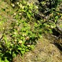 Kerria japonica plenifora