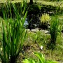 Yellow and blue Irises in bud near the pond. (Iris sibirica (Siberian iris))