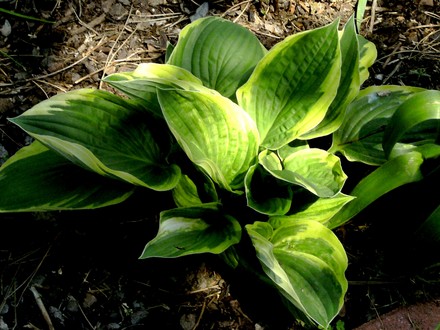 Hosta (Hosta fortunei (Plantain lily))