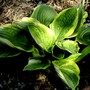 Hosta fortunei (Plantain lily)