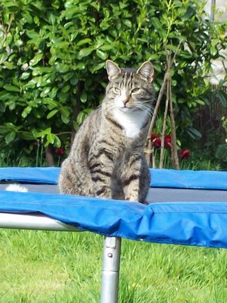 Sox also likes the Trampoline.