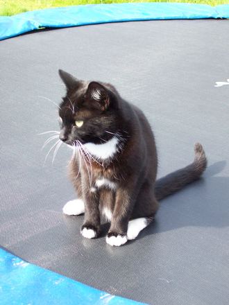 Febe Likes the Trampoline !