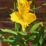 Garden_2007_019