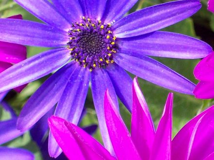 Senetti close up 